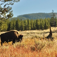 Yellowstone Family Road Trip Itinerary - From Texas to Idaho